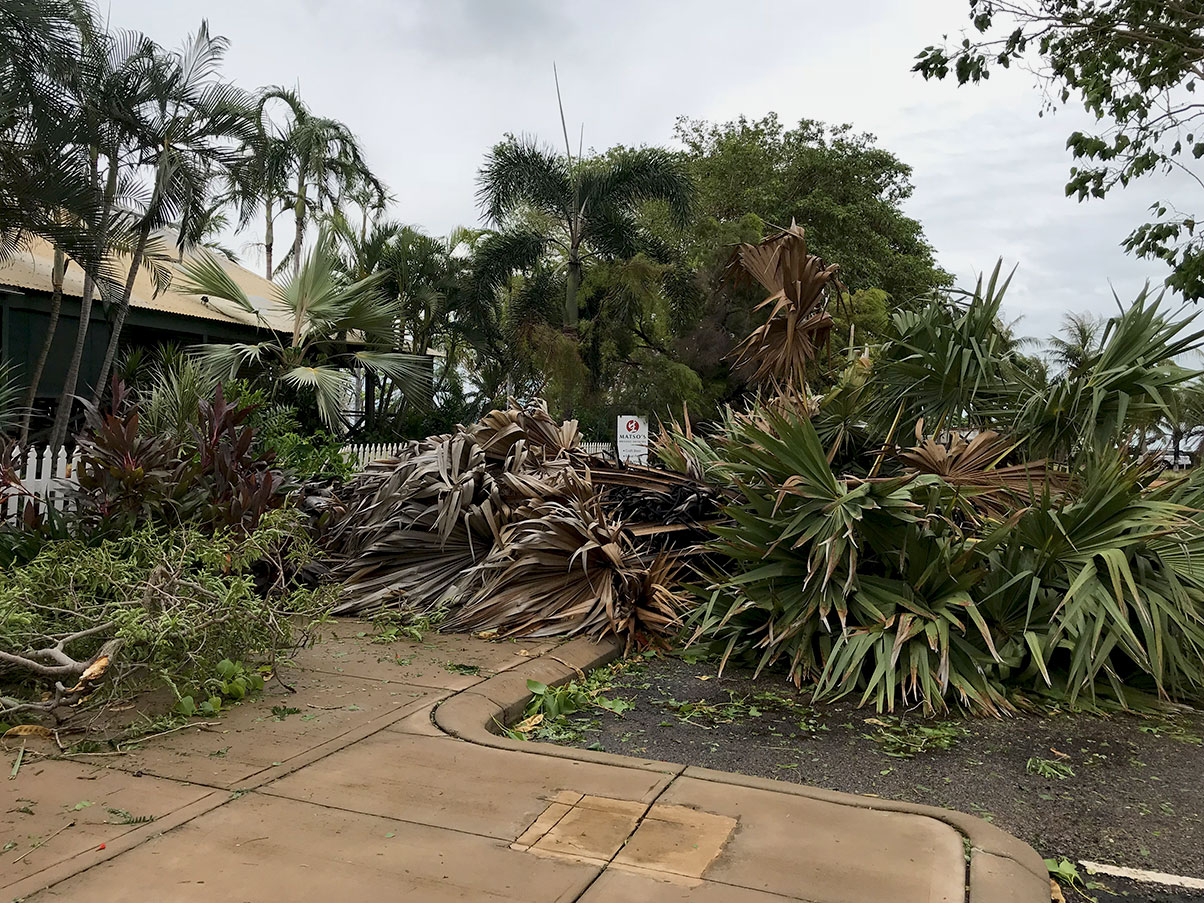 Fan-palm-Matsos Old fan palm blown over at Matsos