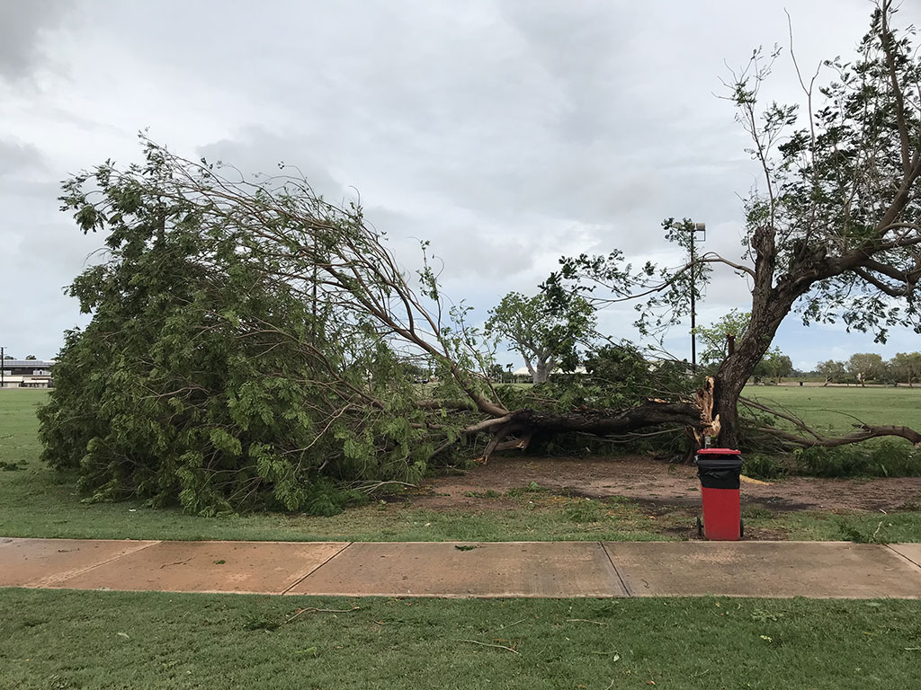 Male-oval-broome Uprooted tree on Male Oval, Chinatown, Broome