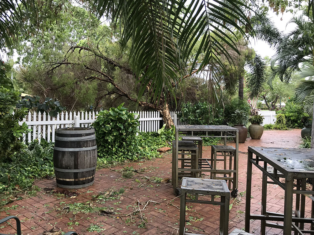 Matsos-courtyard Old fan palm blown over at Matsos
