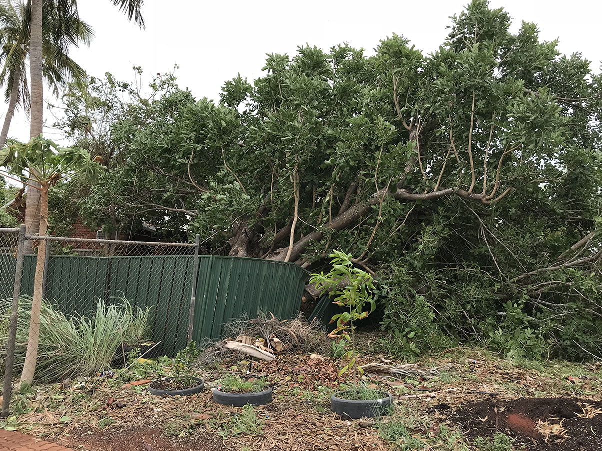 Tree-damage-forest-street Uprooted tree smashes fence in Forrest Street, Broome