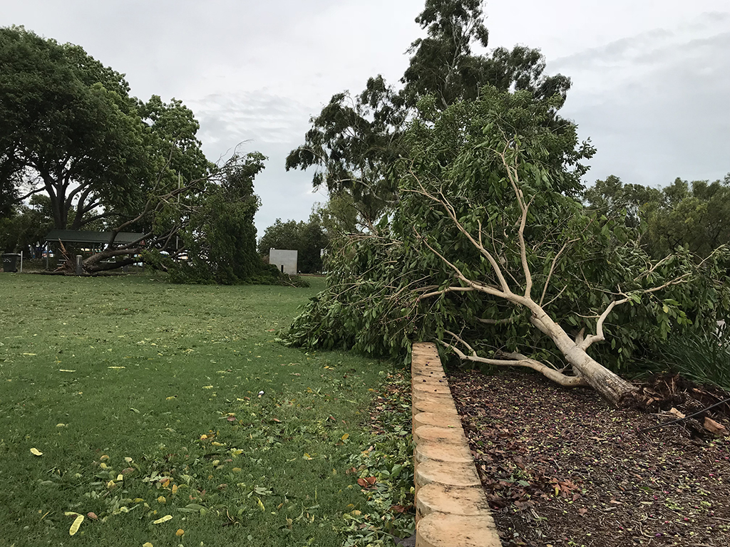 Tree-damage-town-beach Uprooted tree at Town Beach, Broome