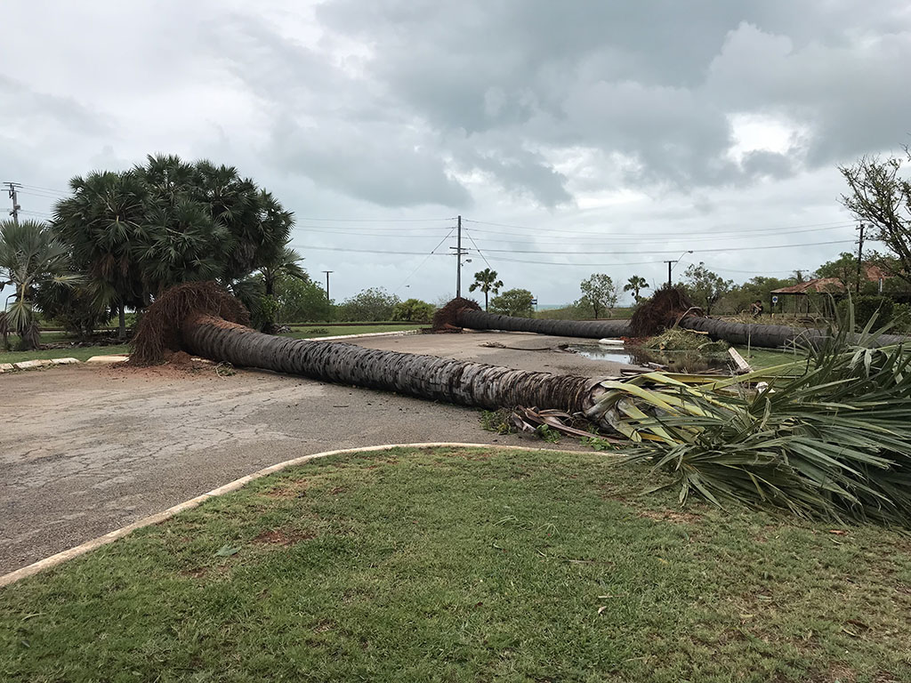 suicide-palms-conti-hotel-broome Suicide palms crashed down in Cyclone Hilda