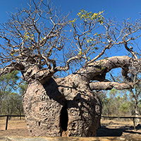 Boab Prison Tree