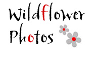 Link to Wildflower Photos Page